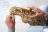 Деревянный 3D конструктор Ugears "Харди-Гарди струнный инструмент" - 70030 Деревянный 3D конструктор Ugears "Харди-Гарди струнный инструмент" - 70030